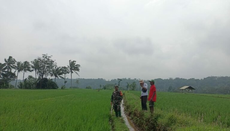 Dorong Ketahanan Pangan, Babinsa Koramil 0504/Sagalaherang Lakukan Pendampingan di Desa Cijengkol