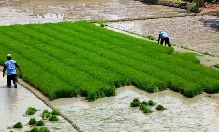 Arahan Presiden Diwujudkan: Lapas Karawang Turut Sukseskan Program Pangan Nasional